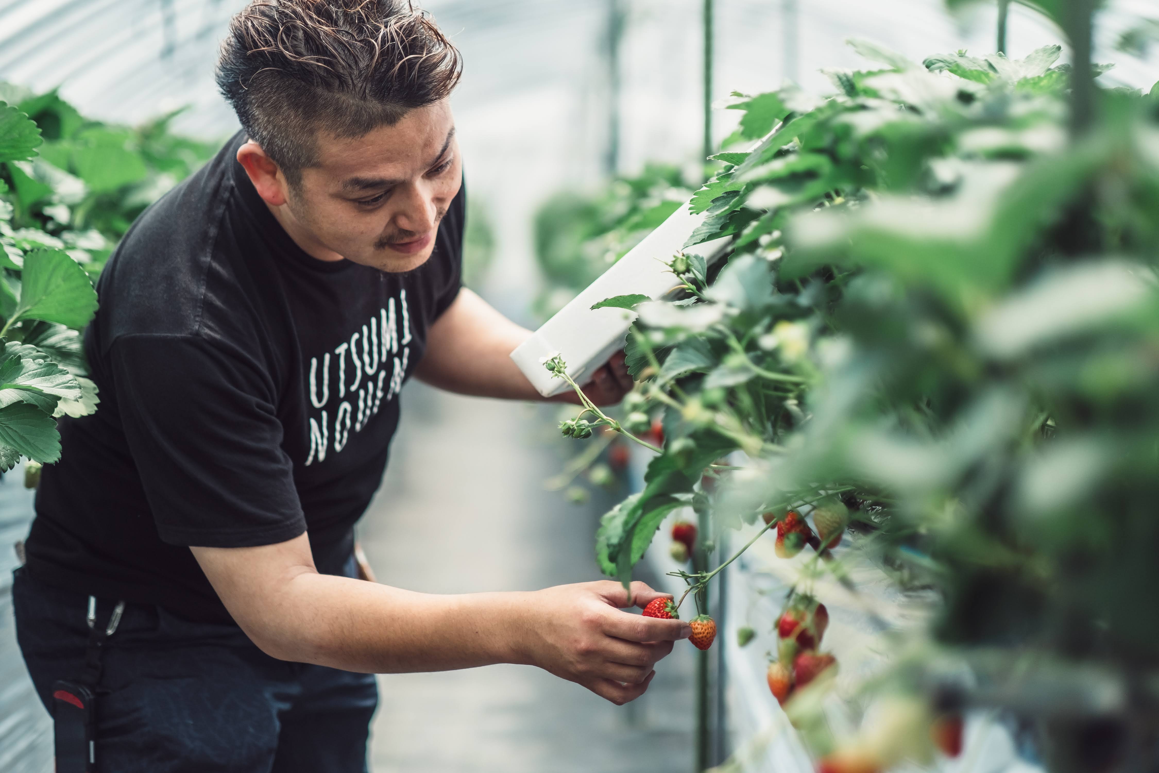 いちご収穫の様子