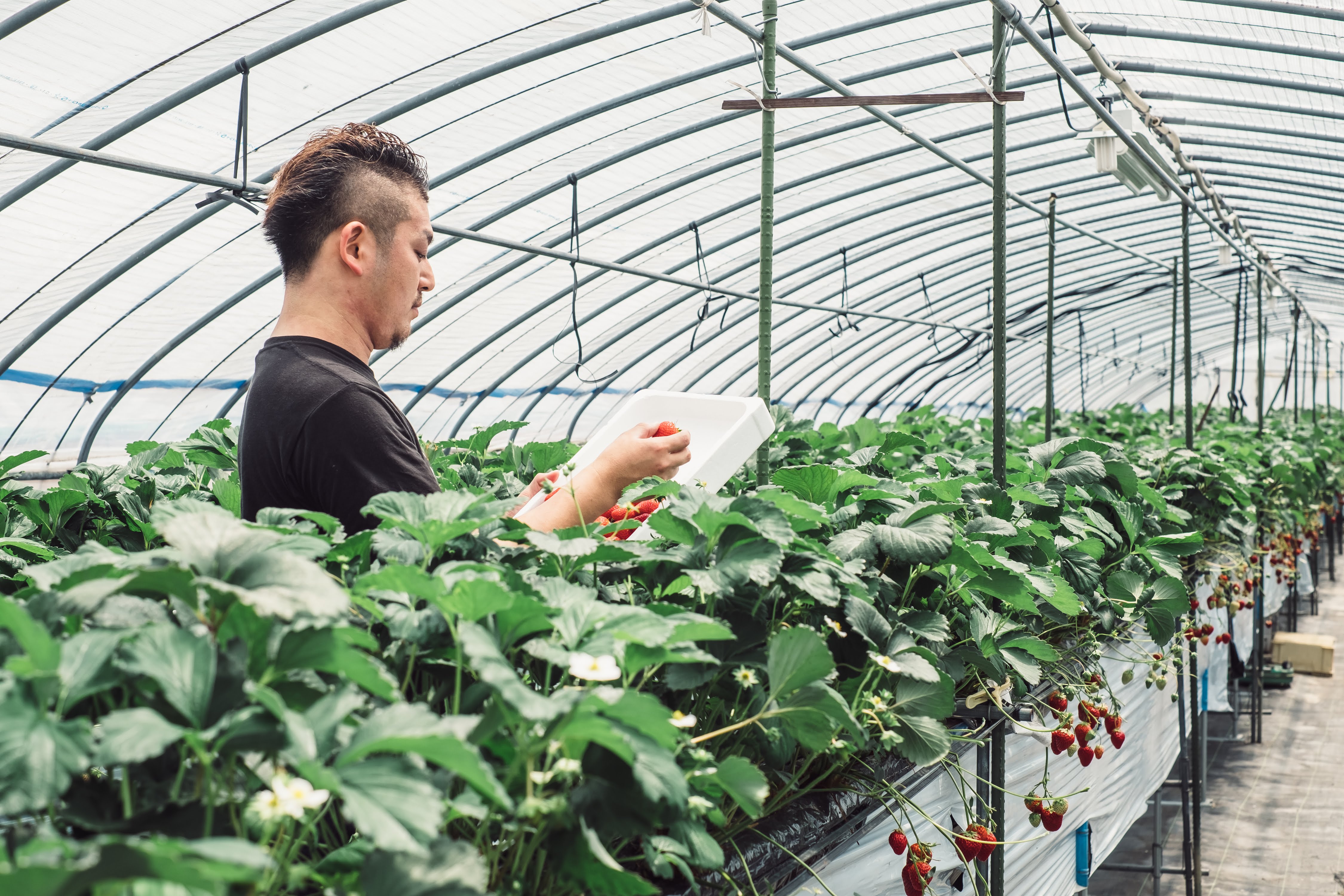 ハウス内のいちご